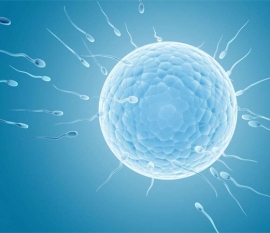 做试管婴儿卵泡质量差怎么办?如何调整卵泡质量?